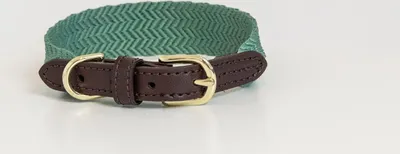 Image de Kentucky Dogwear Jacquard Collier de chien