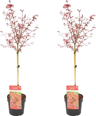 Produktbild von Bloomique - 2er Set - Acer palmatum shaina - Fächerahorn auf Stamm - Gartenpflanzen - Baum - winterhart - 80-100cm hoch - Topf 19cm