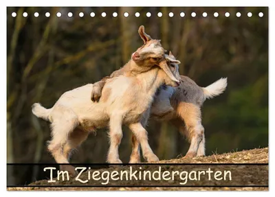 Produktbild von Im Ziegenkindergarten (Tischkalender 2027 DIN A5 quer), CALVENDO Monatskalender