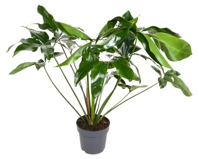 Immagine prodotto di Filodendro Verde Meraviglia - 90-100cm - Ø24cm - Pianta d'appartamento - Sempreverde
