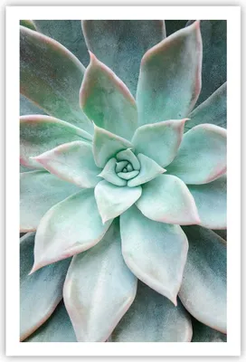 Produktbild von Poster - Poster ohne Rahmen - Blau Blätter Agave - 61x91,5 cm - Wand Bild - Wanddeko - Wandbilder - Kunstposter - Wandposter - Bilder - Kunstdruck - Wanddekoration - Wandbild - P2XPA61x91-4628