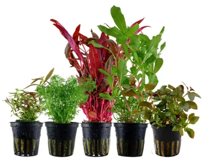 Produktbild von 'Buntes' Set mit 5 Topf Pflanzen Aquariumpflanzen Set 144 Wasserpflanzen AquaOne