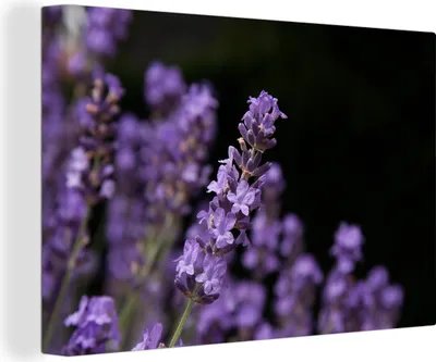 Produktbild von OneMillionCanvasses® - Leinwandbilder - 140x90 cm, Nahaufnahme von lila Lavendel auf schwarzem Hintergrund, Wandbilder Kunstdruck Wanddekoration