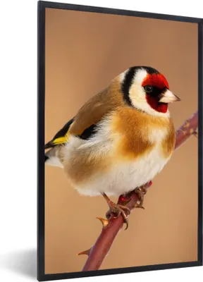 Produktbild von MuchoWow® Gerahmtes Poster Kropftaube - Vogel - Tiere 20x30 cm - Poster mit Schwarzem Bilderrahmen Wandposter Rahmen Foto Bilder - Drucken - Bilder Poster im Rahmen