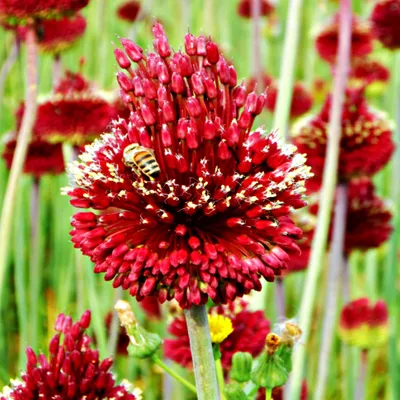 Zdjęcie produktu dla Allium Czosnek Ozdobny Red Mohican 1 szt. Cebulki Kwiatowe Czosnki Ozdobne