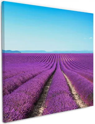 Produktbild von Wallario Premium Leinwandbild Lavendelfeld unter blauem Himmel in Größe 50 x 50 cm