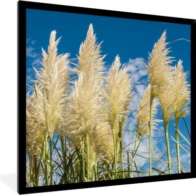 Produktbild von MuchoWow® Gerahmtes Poster Pampasgras - Pflanze - Natur 40x40 cm - Poster mit Schwarzem Bilderrahmen Wandposter Rahmen Foto Bilder - Mit Rahmen - Wanddekoration Schlafzimmer
