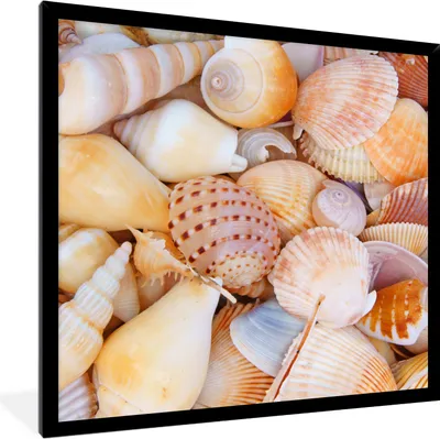 Produktbild von MuchoWow® Gerahmtes Poster Muscheln - Strand - Sommer - Orange 40x40 cm - Poster mit Schwarzem Bilderrahmen Wandposter Rahmen Foto Bilder - Mit Rahmen - Wanddekoration Schlafzimmer