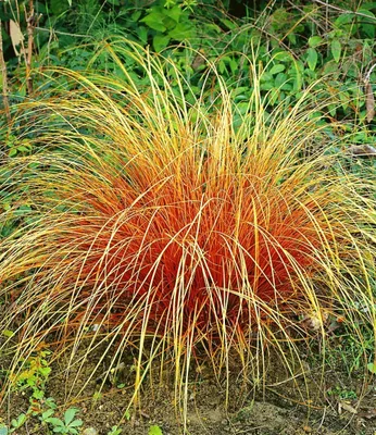 Produktbild von BALDUR Garten 3x Carex 'Bronze Reflection' Segge winterharte Staude, Pflanzen im 9x9 cm-Topf, Ziergräser, Schmuckgras, mehrjährig, pflegeleicht, Wasserbedarf gering, Carex comans