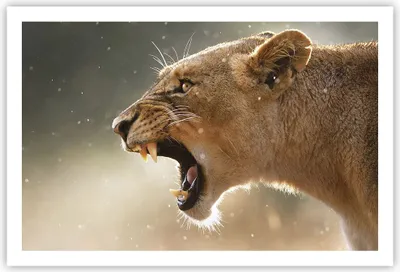 Produktbild von Poster - Poster ohne Rahmen - Löwe Löwin Reißzähne - 91,5x61 cm - Wand Bild - Wanddeko - Wandbilder - Kunstposter - Wandposter - Bilder - Kunstdruck - Wanddekoration - Wandbild - P2XAA91x61-4137