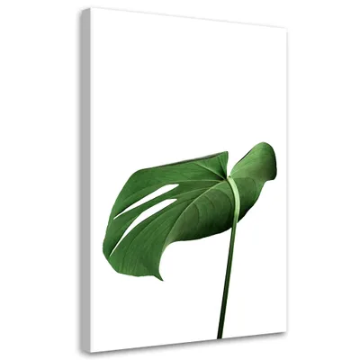 Produktbild von Leinwandbild Monstera-Blattpflanze 40x60 Feeby Grün bild für die wand bereit zum aufhängen