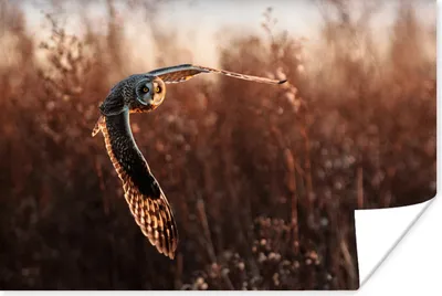 Produktbild von MuchoWow® Poster Vogel - Eule - Sonnenuntergang - Natur 90x60 cm - Schlafzimmer