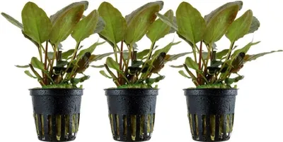 Produktbild von Aquarium Pflanze 3 St. Lagenandra meeboldii Red Wasserpflanze AquaOne Nr.303 Set