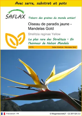 Image de SAFLAX Ensemble de culture - Oiseau de paradis jaune - Mandelas Gold - 4 graines - Strelitzia
