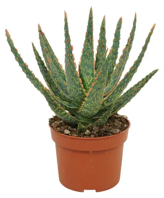 Produktbild von Aloe zebrina Danyz - Aloe mit orange-roten Rändern - 10,5cmTopf - sukkulente Zimmerpflanze