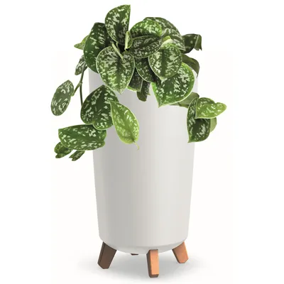 A white planter with wooden legs holding a green plant with variegated leaves.