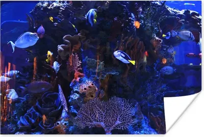 Produktbild von MuchoWow® Poster Tropisches Meerwasseraquarium 180x120 cm - Fotoplakat
