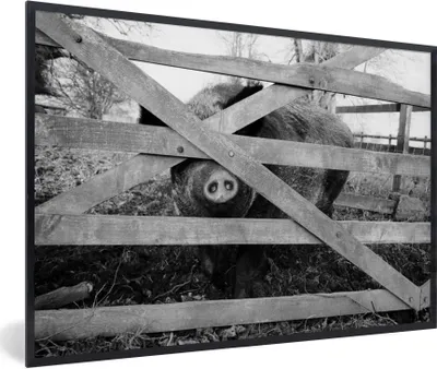 Produktbild von MuchoWow® MuchoWow® Gerahmtes Poster Schwein hinter einem Zaun - schwarz und weiß 30x20 cm - Poster mit zchwarzem Bilderrahmen - Kunstdruck - Bild-Poster