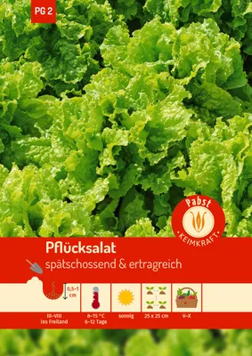 Artikelbild 1 von 'Pflücksalat Australische Gele' aus der Kategorie Pflücksalatsamen