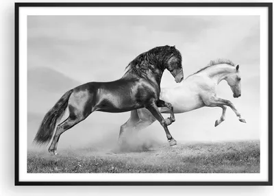 Produktbild von Gerahmtes Poster - Schwarzer Rahmen - Pferde Tiere Galopp Wiese - 100x70 cm - Wand Bild - Wanddeko - Wandbilder - Wandposter - Bilderrahmen - Bilder - Kunstdruck - Wandbild - P2BAA100x70-2683