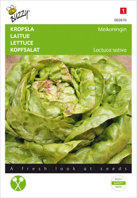 Produktbild von Kopfsalat Maikönig | Kopfsalatsamen von Buzzy Seeds