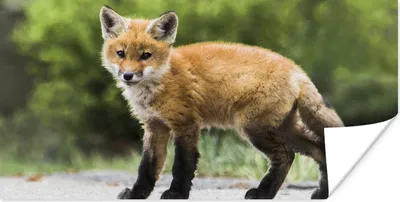 Produktbild von MuchoWow® Poster Fuchs - Welpe - Straße 40x20 cm - Poster für die Wand - Poster Schlafzimmer