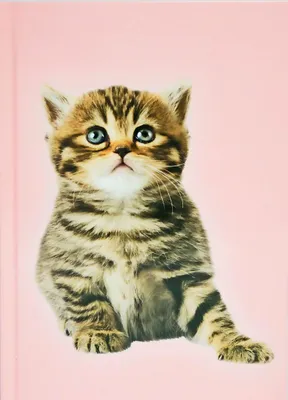 Produktbild von ADINA Notizbuch A5 fester Deckel blanko Katze