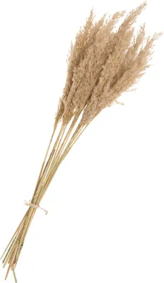 Produktbild von Pampaswedel natur, 10 Stiele, L ca. 65 - 75 cm