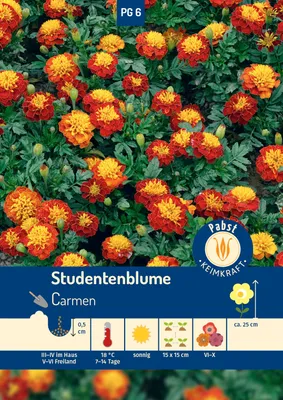 Produktbild von Studentenblume Carmen | Studentenblumensamen von Carl Pabst
