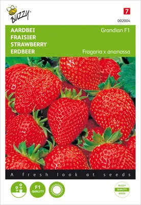 Produktbild von Erdbeeren Grandian F1 | Erdbeersamen von Buzzy Seeds