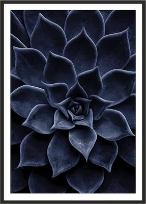 Immagine prodotto di IMMAGINE, POSTER IN QUADRO 53x73 cm foglie P2011