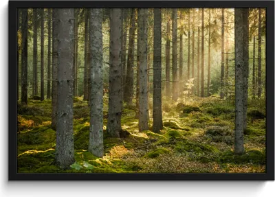 Produktbild von MuchoWow® MuchoWow® Gerahmtes Poster Wald - Baum - Sonne 60x40 cm - Poster mit zchwarzem Bilderrahmen - Printing - Wanddeko Schlafzimmer
