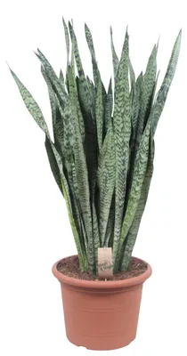 Image de Sansevieria Zeylanica - 100-110cm - Ø35cm - Plante d'intérieur - Vert persistant - Cactus et plantes succulentes
