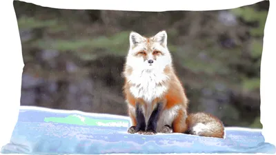 Produktbild von MuchoWow® Zierkissen Sofakissen Wohnzimmer Dekokissen 60x40 cm Fuchs - Schnee - Rot - Kopfkissen - Polster mit Foto