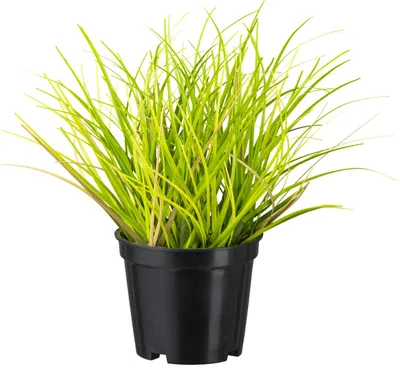 Produktbild von GASPER Gras Grün S im schwarzen Topf Ø 8 cm - Kunstpflanzen