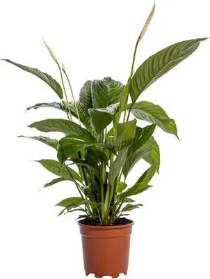 Produktbild von Einblatt Spathiphyllum Bingo Cupido Ø19cm ↕80cm Friedenslilie Luftreinigend