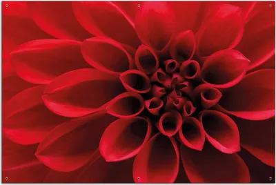 Produktbild von Wallario Outdoor-Poster für Garten oder Balkon, Motiv Rote Dahlienblüte in Nahaufnahme, in ca. 61 x 91,50 cm