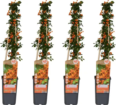 Zdjęcie produktu dla Ognistokwiat Pyracantha 'Soleil d'Or' - srednica 15cm - wysokosc 65cm - 4