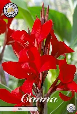 Artikelbild 2 von 'Canna Red (1 Stück)' aus der Kategorie Blumenrohrzwiebeln / Canna