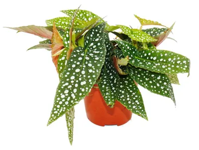 Image de Bégonia à pois doubles - Begonia maculata 'Double Dot' - Pot de 12 cm