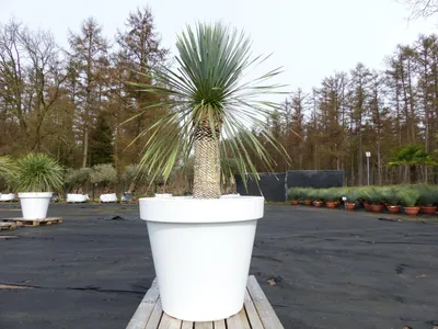 Produktbild von Yucca Rostrata 170 cm | Stamm 60 cm | im Pflanzkübel Ø80 cm Weiß winterhart