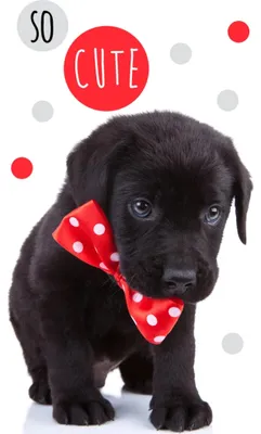 Produktbild von Kinderzimmerhandtuch 30x50 Hund