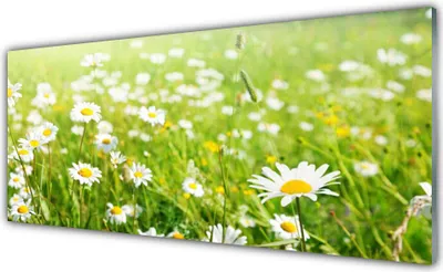 Produktbild von Glasbilder 125x50 Wandbild Druck auf Glas Wiese Gänseblümchen Natur