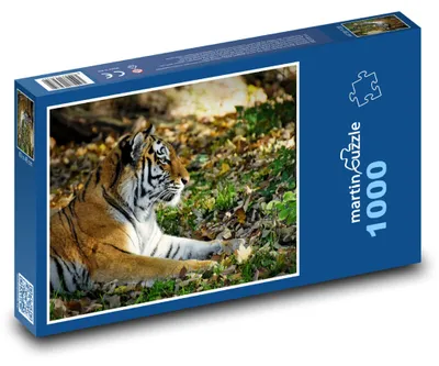 Obrázek produktu pro martinpuzzle - Puzzle 1000 - Tygr - velká kočka