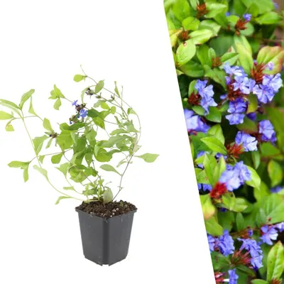 Produktbild von Plants by Frank | 60 Bleiwurz Pflanzen | Ceratostigma Plumbaginoides | Bodendecker | Winterhart | Mehrjährig | Stauden | Kleinstaude | Dichtbuschig | Gartenpflanzen