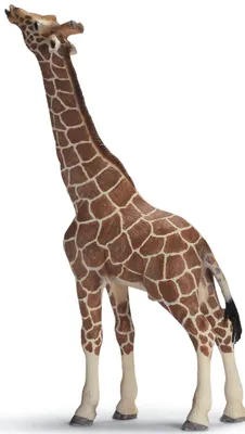 Produktbild von Schleich 14389 Giraffenbulle, fressend