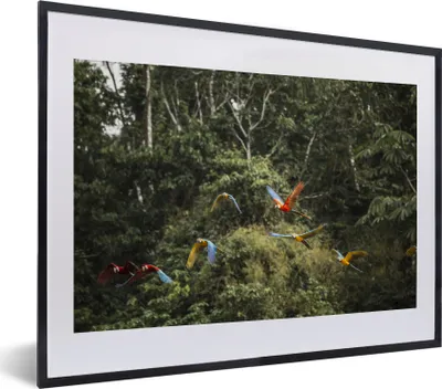 Produktbild von MuchoWow® MuchoWow® Gerahmtes Poster Papageien - Fliegen - Wald 40x30 cm - Poster mit zchwarzem Bilderrahmen - Bilderrahmen - Poster im Rahmen