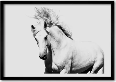 Produktbild von Bild - Bilder - Bilderrahmen - 70 cm x 50 cm - MDF-Rahmen, Wandkunst weißes Pferd