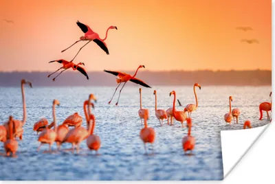 Produktbild von MuchoWow® Poster Vogel - Flamingo - Wasser - Sonnenuntergang - Rosa 90x60 cm - Schlafzimmer