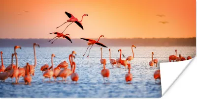 Produktbild von MuchoWow® Poster Vogel - Flamingo - Wasser - Sonnenuntergang - Rosa 40x20 cm - Poster für die Wand - Poster Schlafzimmer
